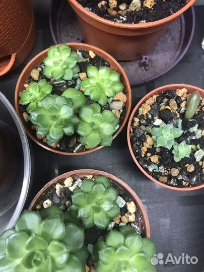 Суккуленты