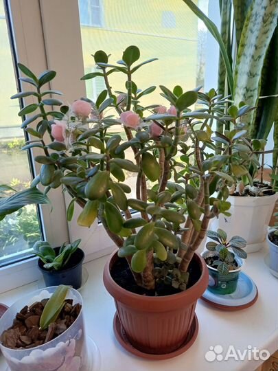 Денежное дерево толстянка