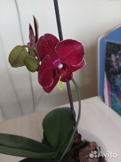 Орхидея фаленопсис сортовая