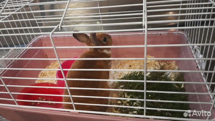 Декоративные кролики