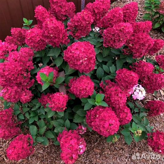 Гортензия Самарская Лидия