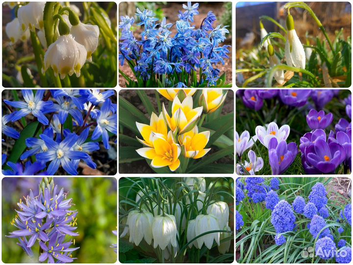 Подснежники, первоцветы, рябчики, ботанич.тюльпаны