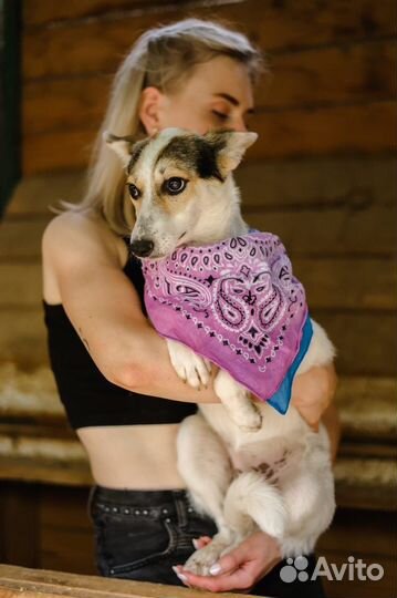 Собака в добрые руки