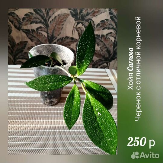 Фиалка, Кислица Оксалис, Традесканция, Хойя