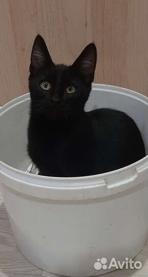 Кошечка молоденький подросток