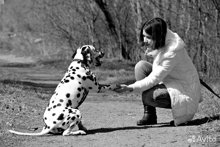 Передержка собак/выгул,кошек