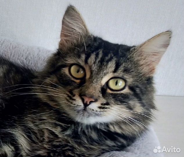 Ласковый молодой котик