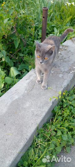 Бесплатно кошечка Мурка