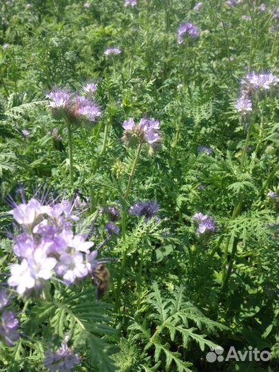 Семена фацелии пижмолистной, синяка обыкновенног