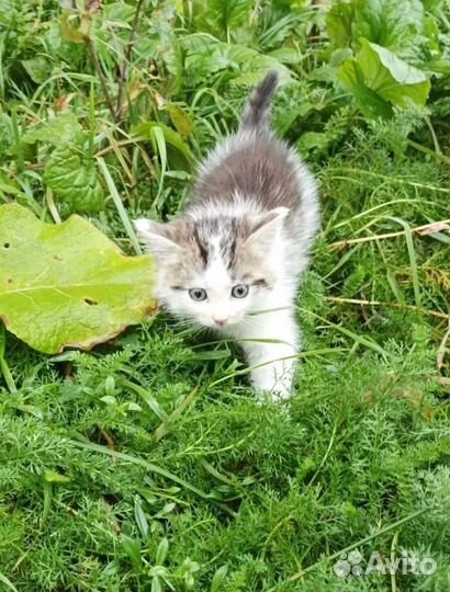 Котята спасите