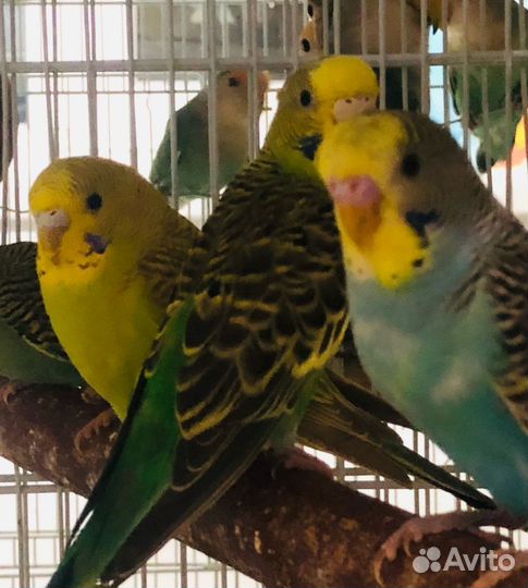 Птенцы волнистый попугай