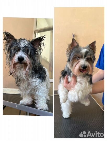 Стрижка собак: Йорк, Мальтезе,Шпиц