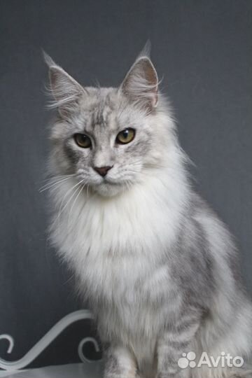 Мейн-кун серебряный мальчик