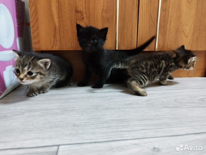 Кошки в добрые руки бесплатно
