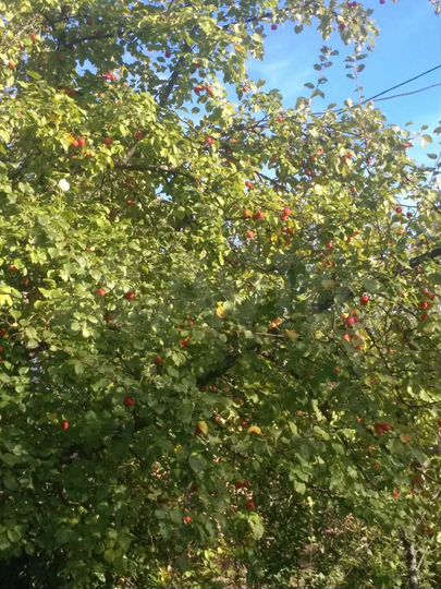 Дача 20 м² на участке 12 сот.