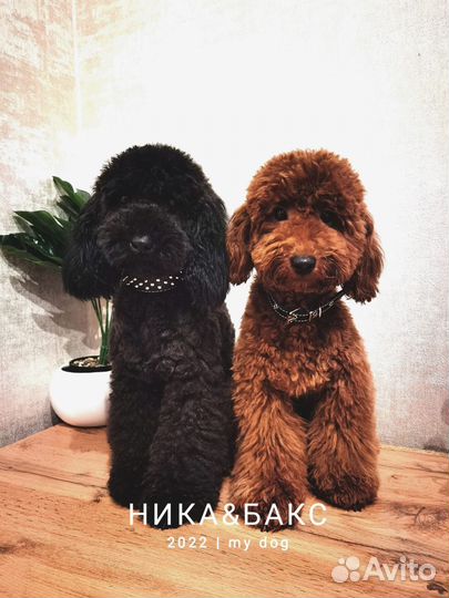 Той-пудель ред браун