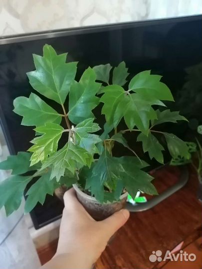 Комнатные растения