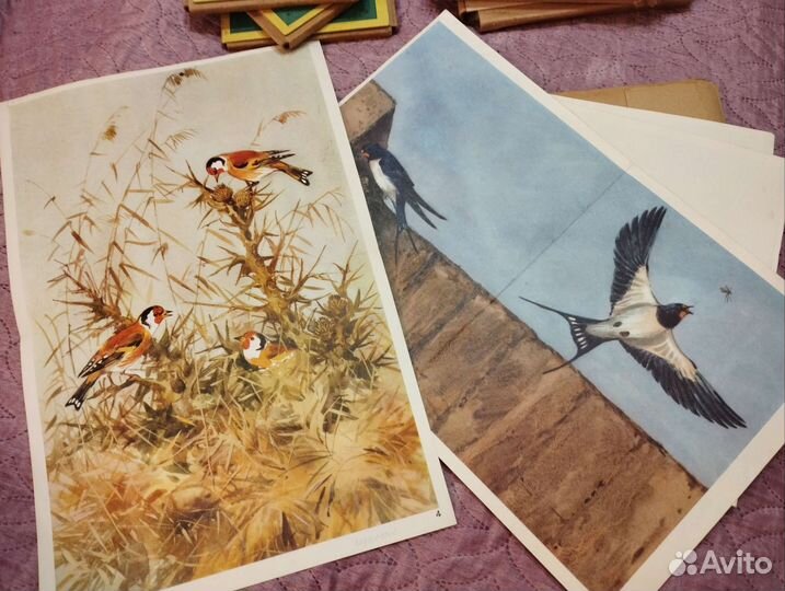 Картины птицы-учебно-наглядное пособие для детей