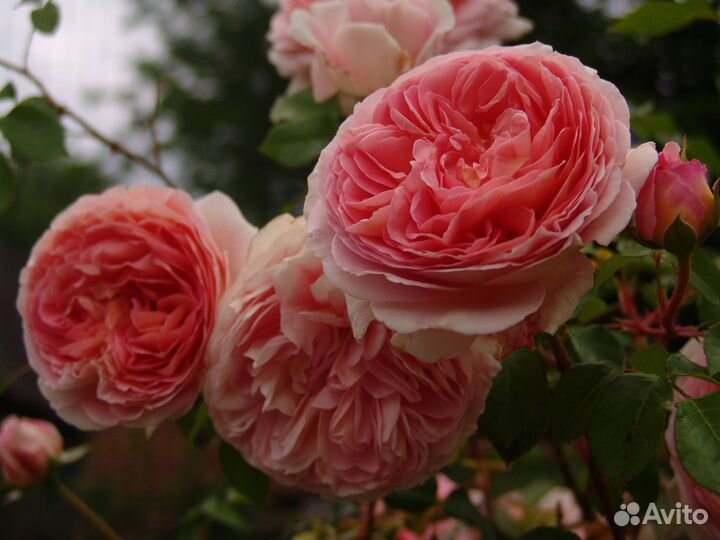 Роза Абрахам Дерби