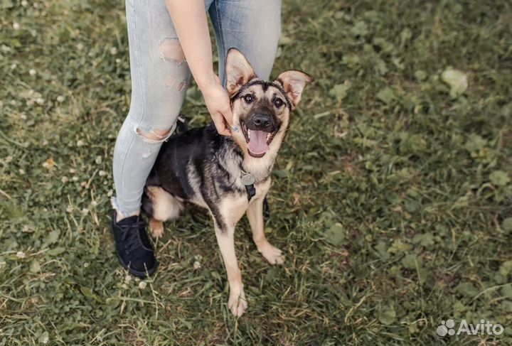 Щенок в добрые руки