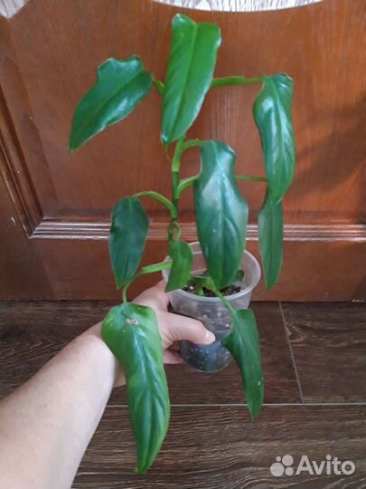 Филодендроны