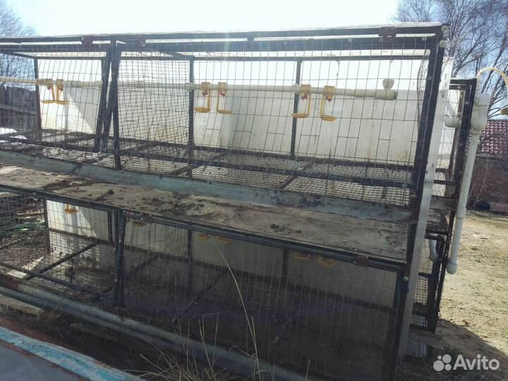 Клетки для несушек