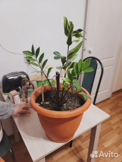 Замиокулькас