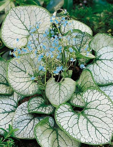 Цветы садовые