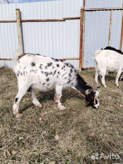 Коза дойная