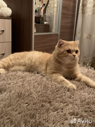 Шотландский кот