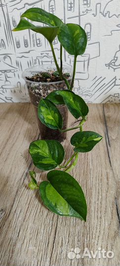 Эпипремнум/сциндапсус