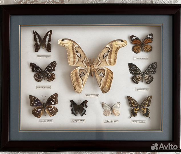 Бабочка под стеклом