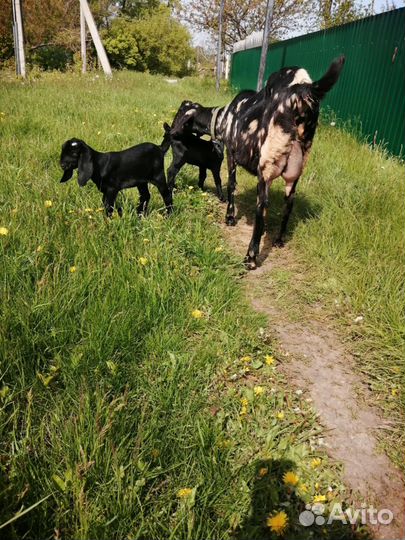 Англо нубийский козел