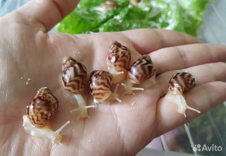 Улитки ахатины альбиносы ретикулята