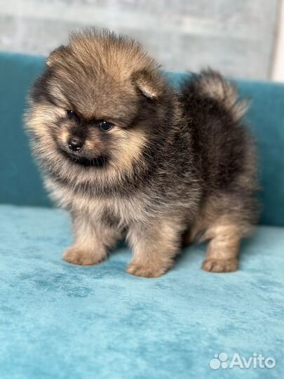 Померанский шпиц мальчик