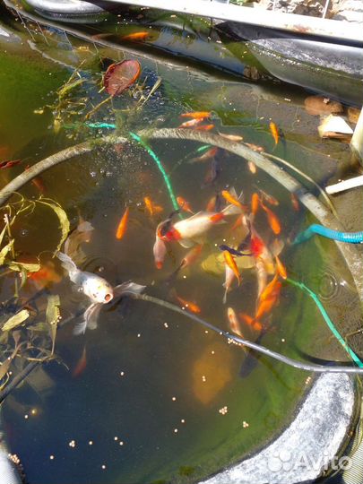 Аквариумные рыбки