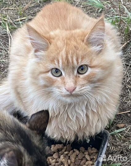 Котята в добрые руки бесплатно