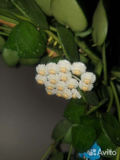 Хойя лакуноза