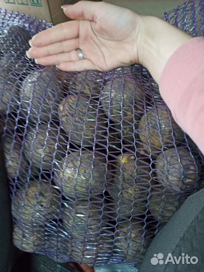 Картофель в сетке