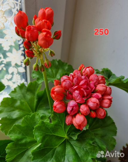 Пеларгония герань