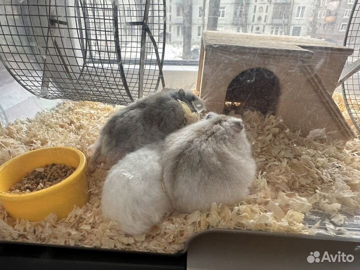 Клетка дюна savic с хомяками