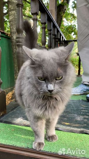 Кошка Манюня