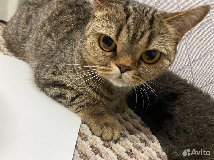 Нашёл Кошку