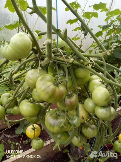 Семена коллекционных томатов и перца