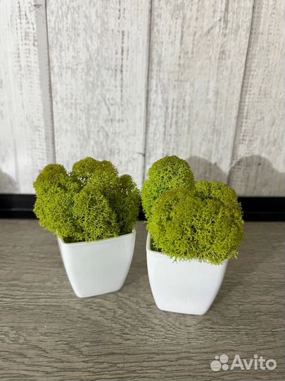 Кашпо декоративное со стабилизированным мхом