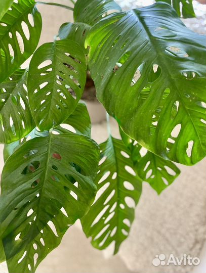 Монстера Лихлериана