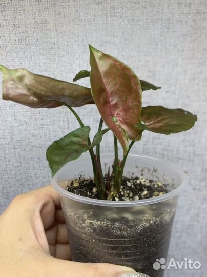 Сингониумы