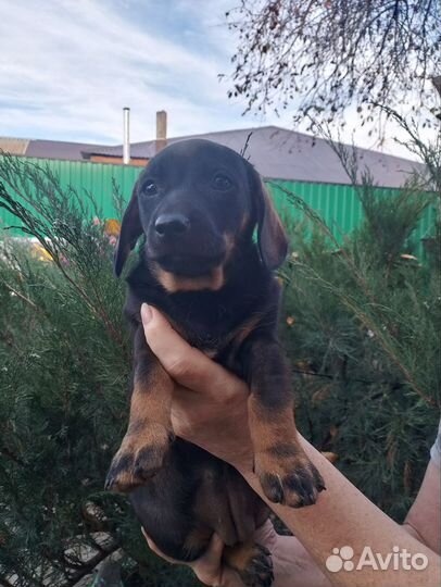 Щенки таксы