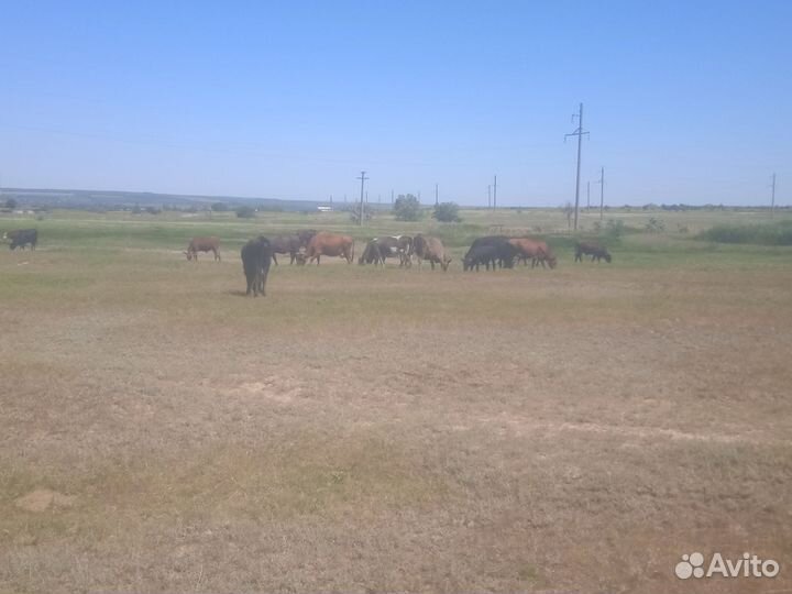 Коровы, бычки, телята, тёлки