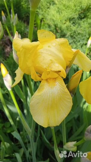 Ирисы бородатые сортовые